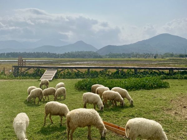 Tour Hang Rái Vĩnh Hy 1 Ngày 11 sheep field suoi tien