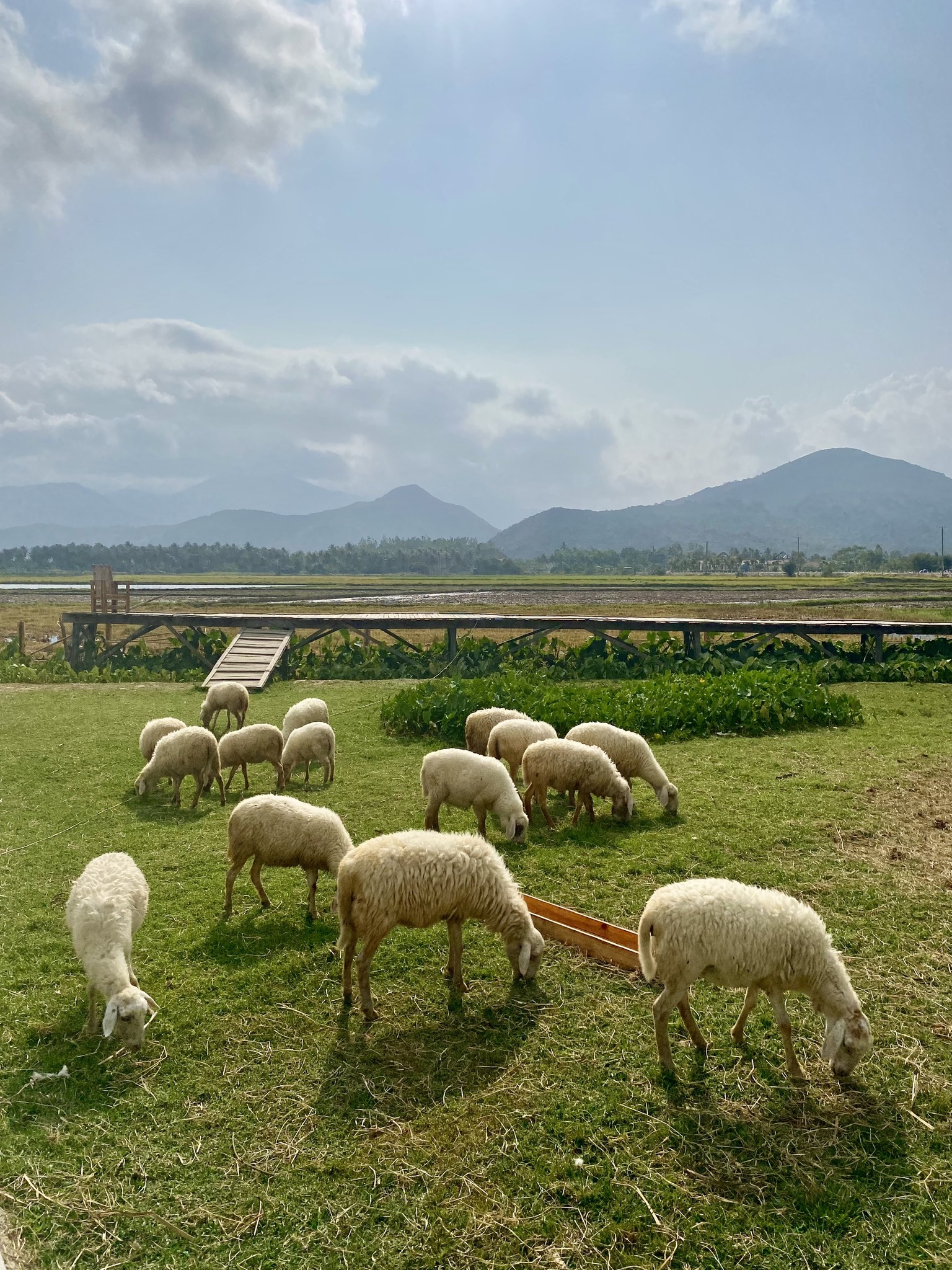 Tour Hang Rái Vĩnh Hy 1 Ngày 6 sheep field suoi tien