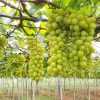 Tour Nha Trang - Phan Rang 1 Day 10 vineyard ninh thuan