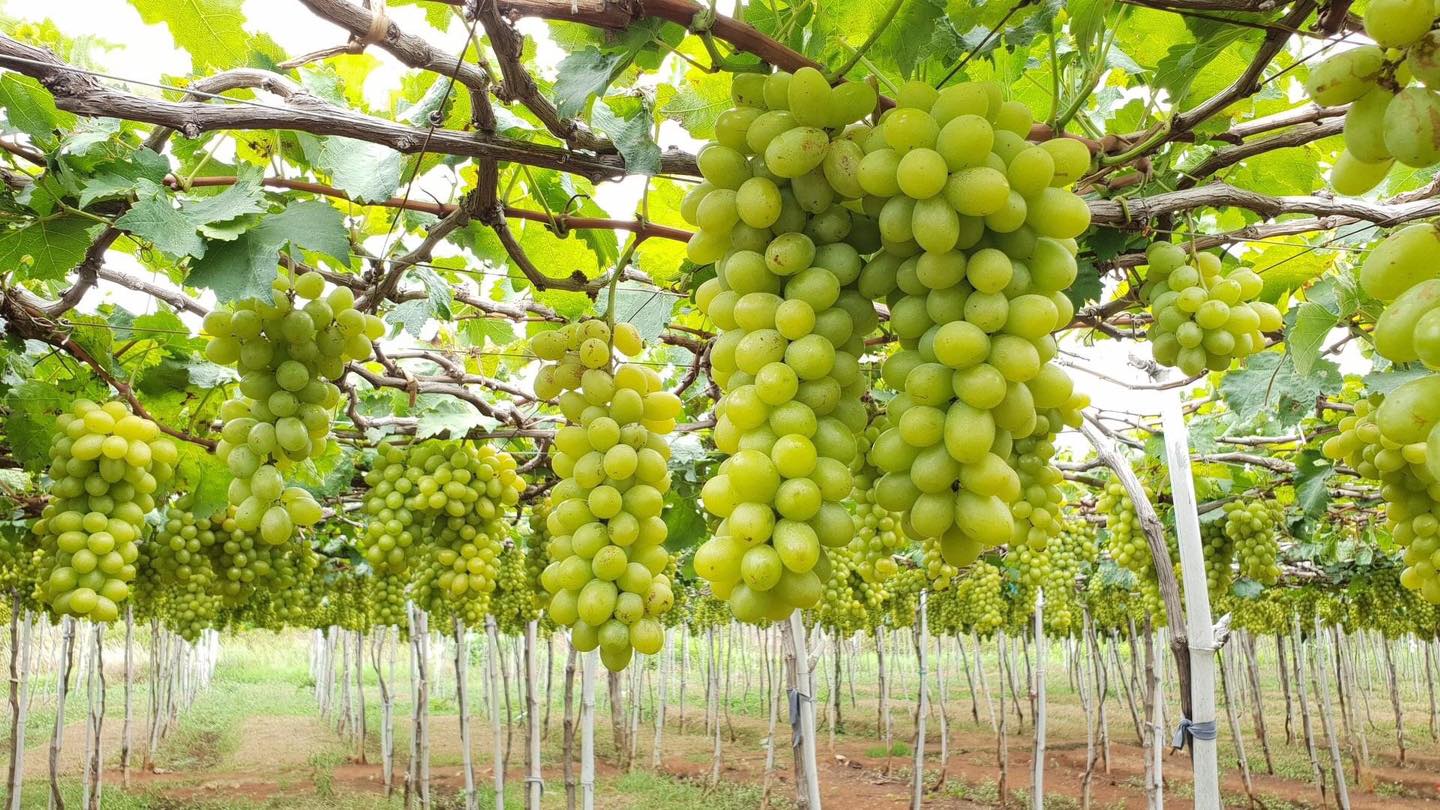 Tour Nha Trang - Phan Rang 1 Day 4 vineyard ninh thuan
