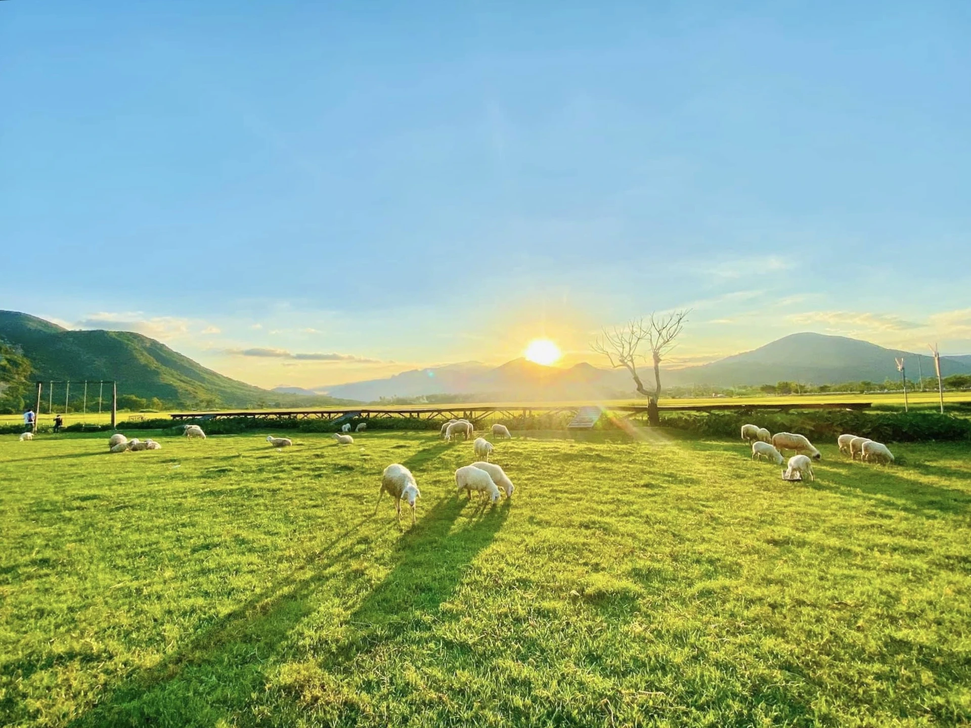 Tour Nha Trang - Phan Rang 1 Day 5 sheep field