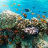 Nha Trang Snorkeling Tour