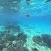 Nha Trang Snorkeling Tour 29 tour snorkeling nha trang